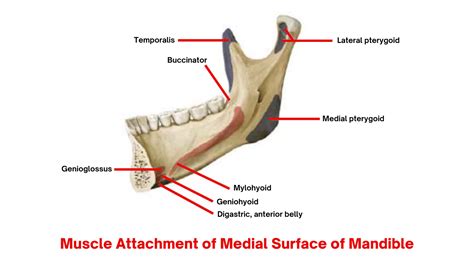 The Mandible: : Anatomy, Foramina, Muscle attachments, Ossification, Age Changes, Blood and ...