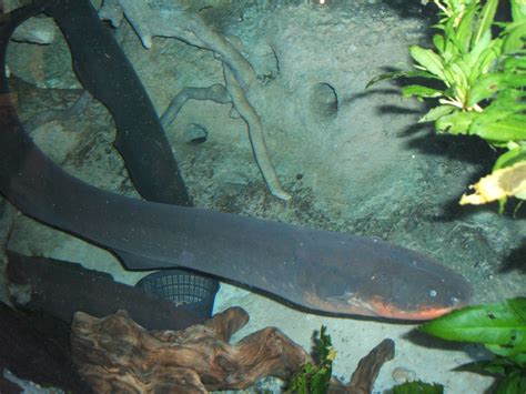 File:Electric-eel2.jpg - Wikipedia