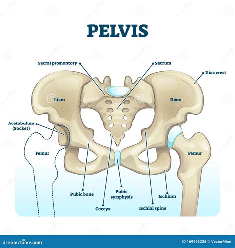 Pelvic Anatomy Labeled : Pelvic Girdle Human Anatomy Organs : Structure of the bony pelvis ...