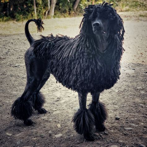 Grooming Tip: Brushing the Dog! — Galavanting Poodles