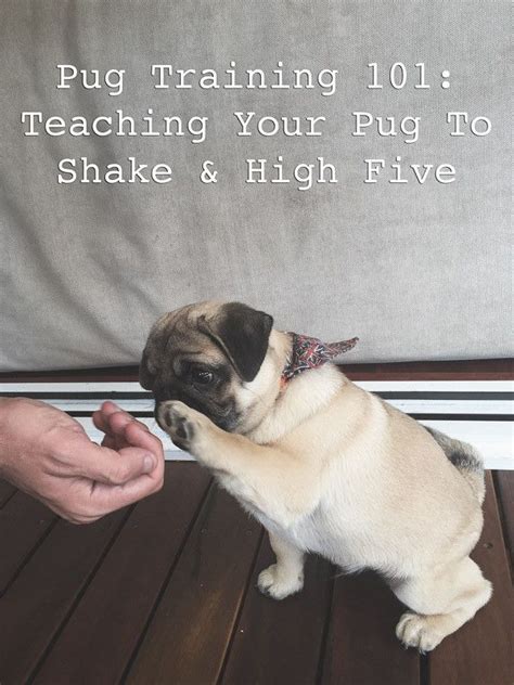 Pug Training 101: Teaching Your Pug to Shake & High Five - The Pug ...