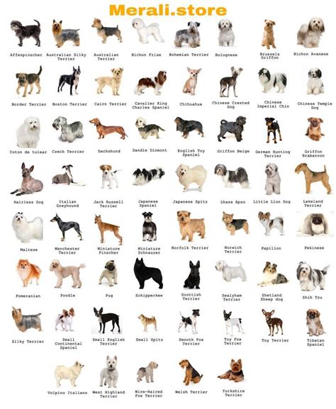 Dog Breeds | Top Dog Breeds, Dog Breed Names, Dog Breeds Medium