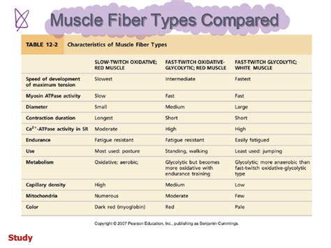 Type of Skeletal Muscle Fibers Flashcards | Quizlet