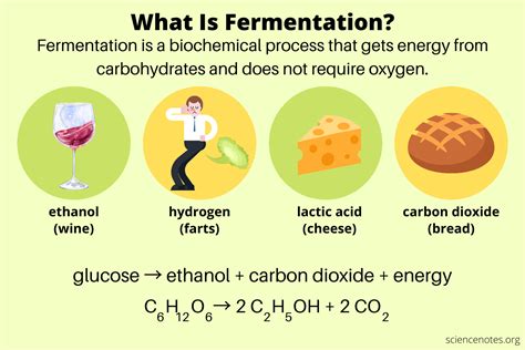 Yeast Fermentation Respiration Word Equation