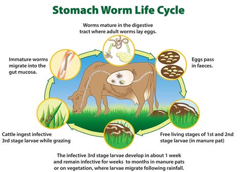 Cattle Breeding Cycle