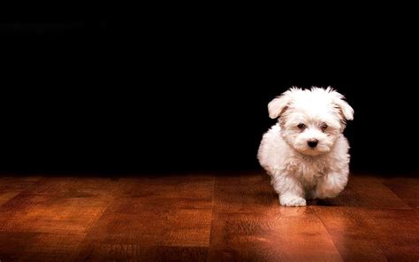 Dogs Laptop Wallpapers - Top Free Dogs Laptop Backgrounds - WallpaperAccess