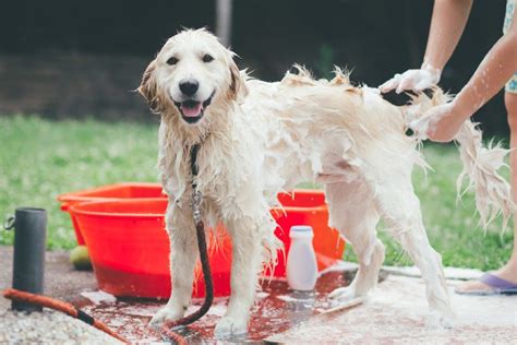 Top 10 Best Dog Shampoos of 2020 (Reviews & Smart Guide)