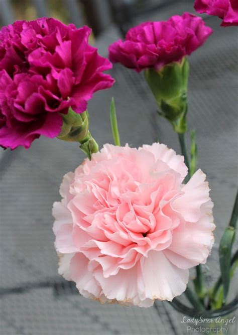 Light Pink Carnation | Beautiful bouquet of flowers, Pink carnations, Carnation flower