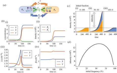 Numerical simulations of population dynamics model. (a) Schematic of ...