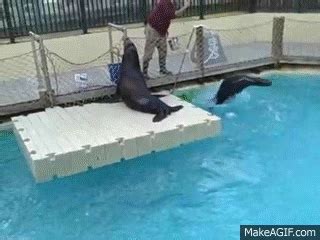 sea lion tricks on Make a GIF