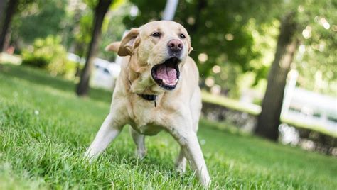 Excessive Dog Barking: What To Do When Your Dog Is Too Vocal - DogTime