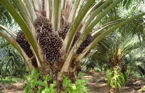 oil palm tree life cycle - Robert Abraham