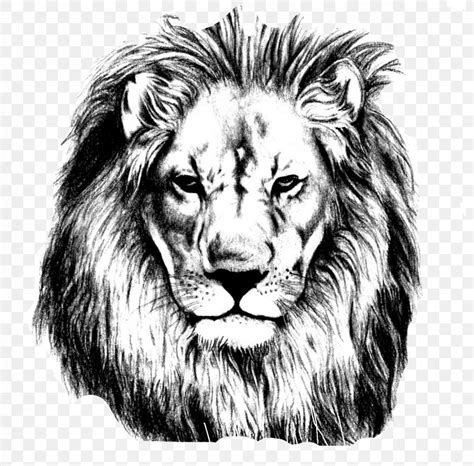 Lion Drawing Pencil Sketch, PNG, 1669x1643px, Lion, Art, Art Museum, Big Cats, Black And White ...