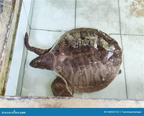 Turtle Hatchery Bentota, Sri Lanka Stock Image - Image of turtle, lanka ...