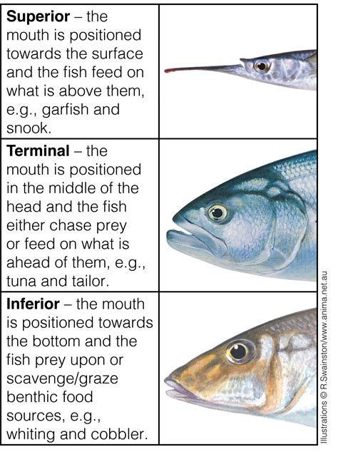 Fact Sheet: Fish Adaptations • Department of Primary Industries and ...