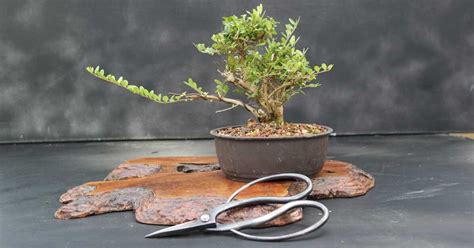 Bonsai Pruning Techniques | Bonsai Legend