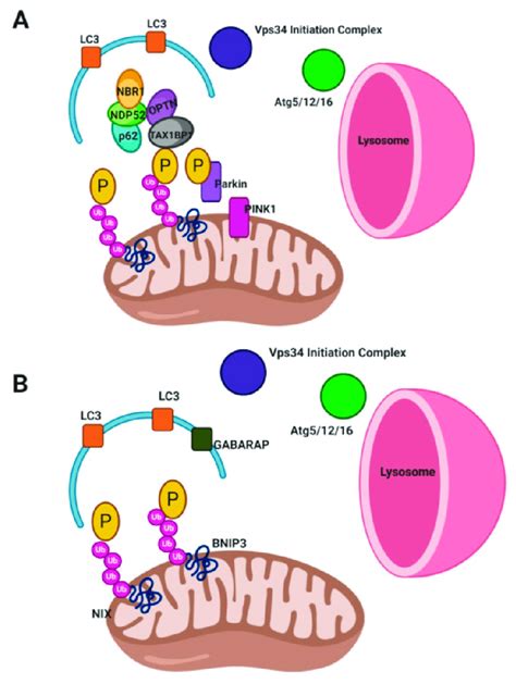 Mitophagy. (A) Non-Receptor Mediated Mitophagy or Classical Mitophagy ...