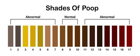 Shades color of poop. Human feces color strip. Healthy concept. Normal and abnormal value scale ...