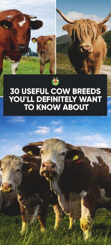 30 Best Cow Breeds for Meat and Milk You'll Want to Know About