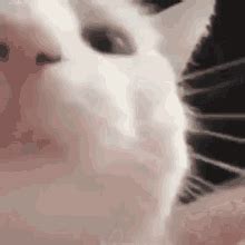 Vibing Cat Cat Nodding GIF – Vibing Cat Cat Nodding Cat – discover and share GIFs