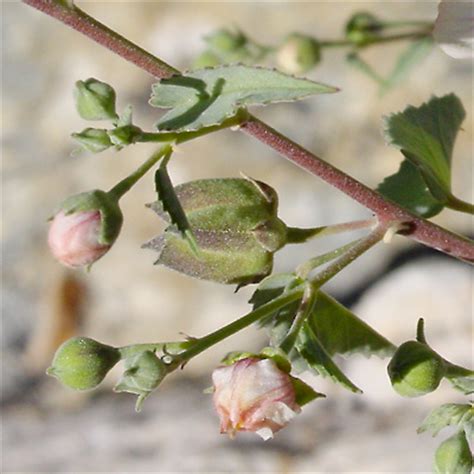 Abutilon incanum - Pelotazo, Hoary Abutilon - Southeastern Arizona Wildflowers and Plants