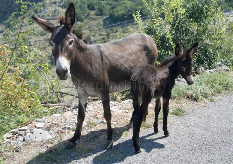 Donkey Mother with Its Baby Stock Image - Image of donkey, portrait: 15273683