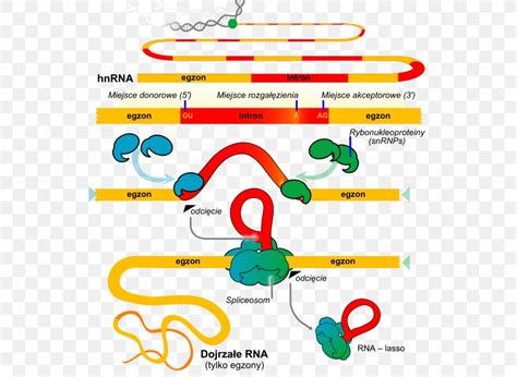 RNA Splicing Gene Small Nuclear RNA Transfer RNA, PNG, 553x599px, Rna Splicing, Alternative ...