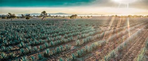 Best Tequila: 15 top bottles of the agave spirit to try