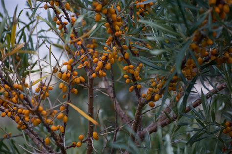 Sea Buckthorn Tree - Free photo on Pixabay - Pixabay