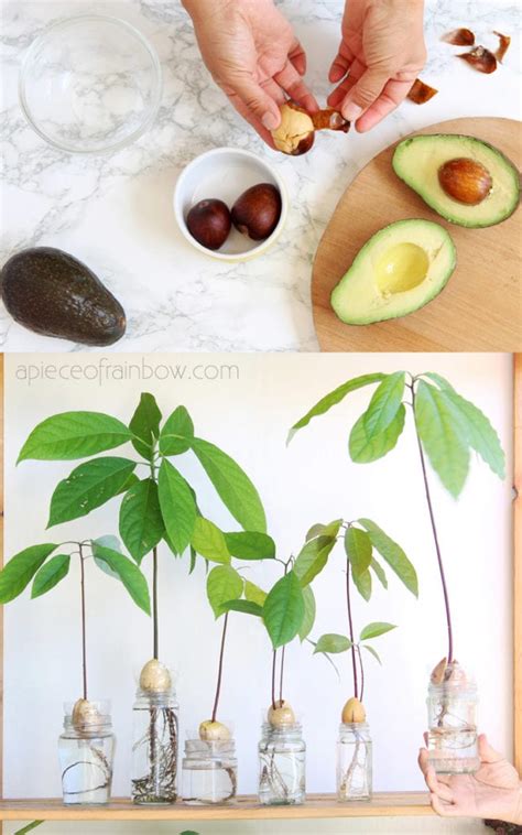 How to Grow Avocado from Seed (2 Easy Ways!) - A Piece Of Rainbow