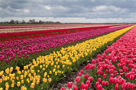 tulip, Fields, Tulips, Field, Flower, Flowers Wallpapers HD / Desktop and Mobile Backgrounds