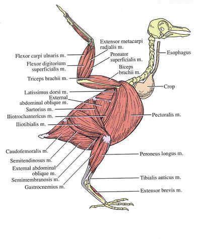 Muscular diagram of a pigeon to help identify avian anatomy. The ...