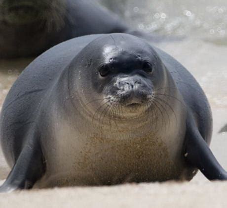 Hawaiian Monk Seal Facts | Hawaiian Monk Seal Habitat & Diet