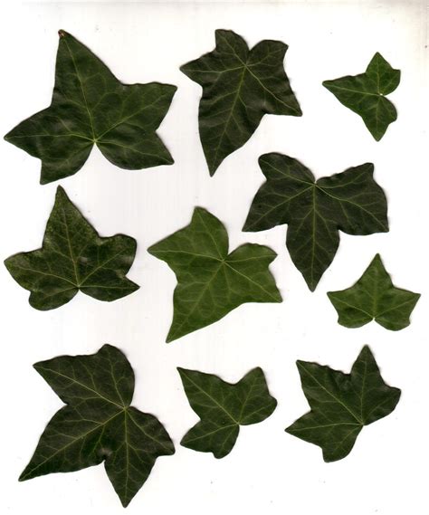 Ivy Leaves by ky-sta on DeviantArt