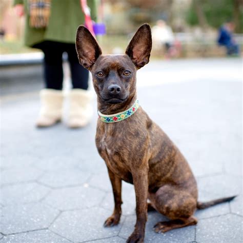 Penny, Miniature Pinscher/Boston Terrier mix (1 y/o), Washington Square Park, New York, NY ...