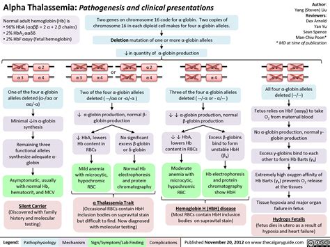 Alpha Thalassemia: Pathogenesis and Clinical Presentations | Calgary Guide