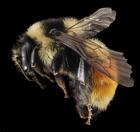 : Bumble bee survey : Minnesota Bee Atlas : Citizen science ...