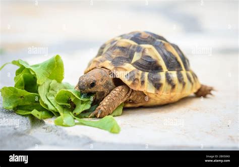 Baby Turtle Eating