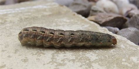 Brown Caterpillar Identification Guide With Photos - Owlcation