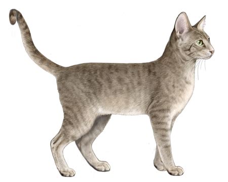 Thai Street Cat Facts - Wisdom Panel™ Cat Breeds