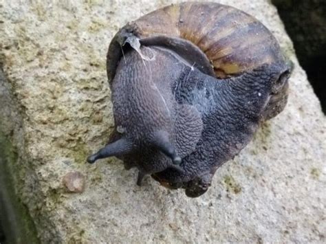 6 Methods Of Preventing Predators From Your Snail Farm - Nectar Green Snails