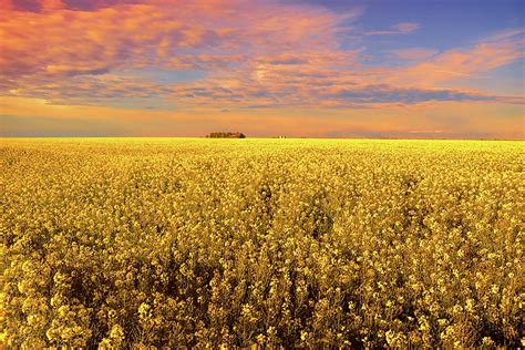 Canola Field Sunset Landscape Photography Photograph by Ann Powell