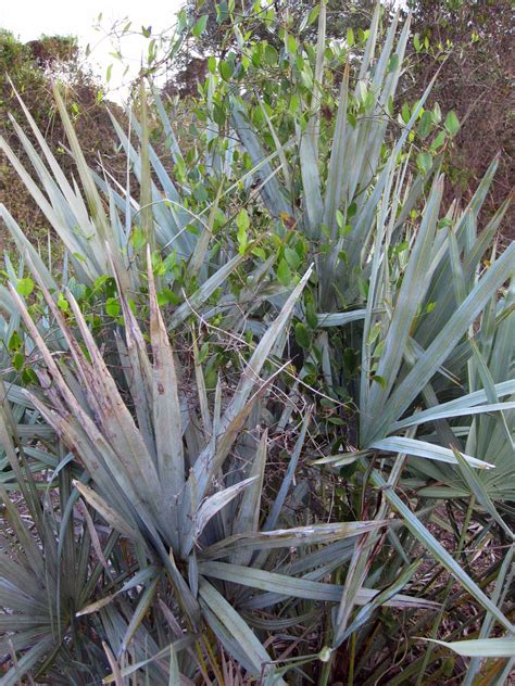 Gardening South Florida Style: Native Florida Sand Pine Scrub Land