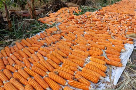 Dry Corn Storage stock image. Image of crop, chardak, dried - 946755