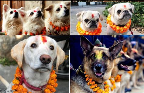 Dog festival in Nepal : r/aww