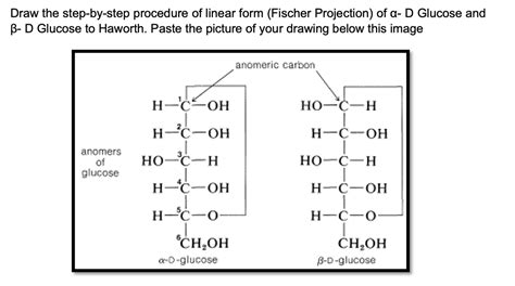 L Glucose Fischer Projection