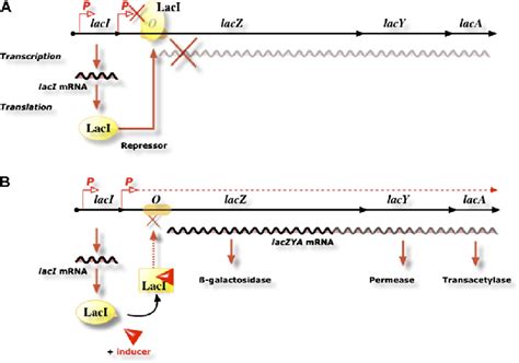 —The operon model. The lactose operon in the repressed (top) and... | Download Scientific Diagram