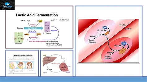 Lactic Acid Fermentation