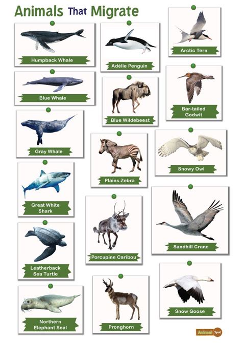 Animals that Migrate: List and Facts with Pictures