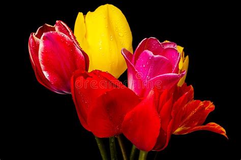 Bouquet of Tulip on a Black Stock Image - Image of petal, spring: 24980499